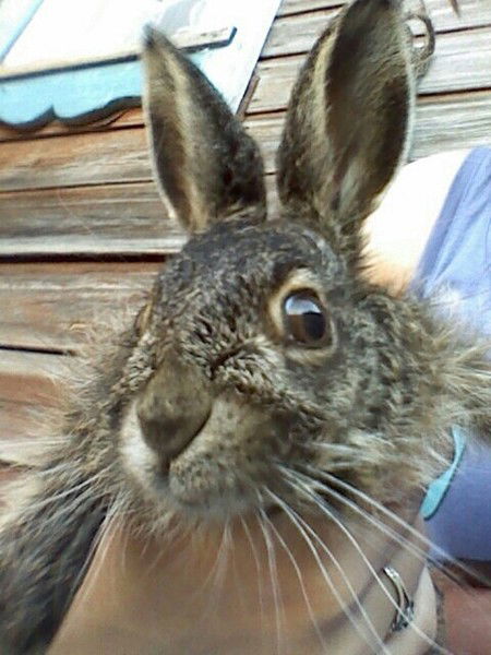 Евгения Николаева