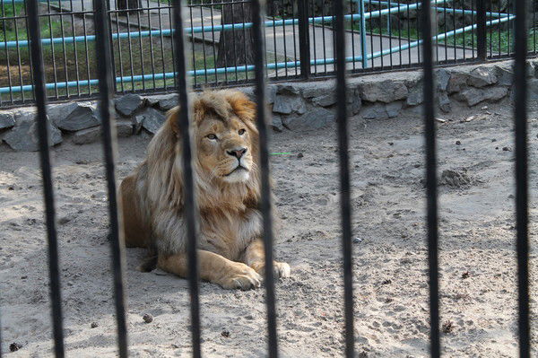 Кирилл Сергеев