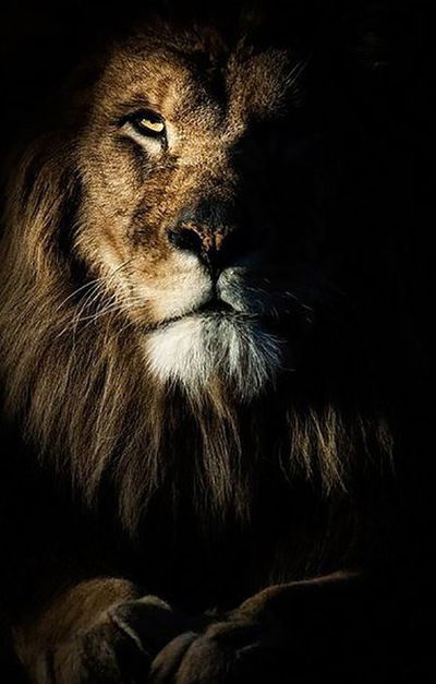 Дарина Бибатырова