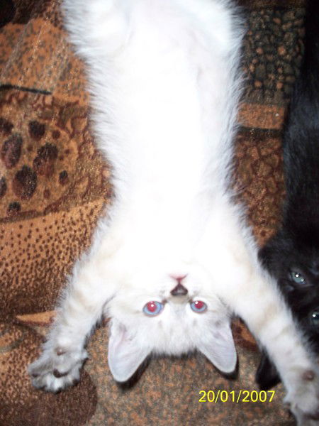 Алексей Чухлов