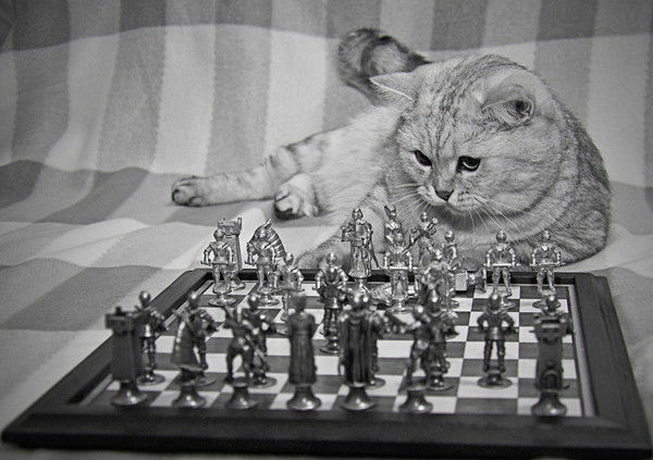 Анна Водовскова