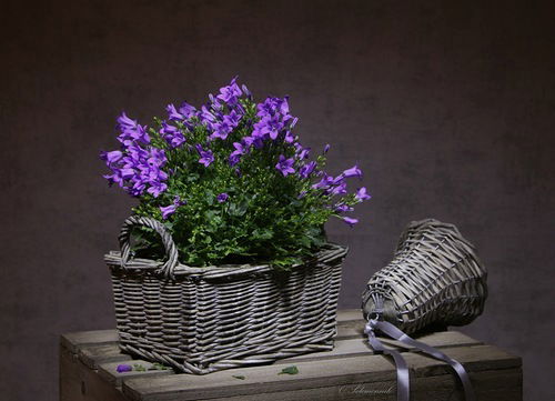 Антонина Ненашева