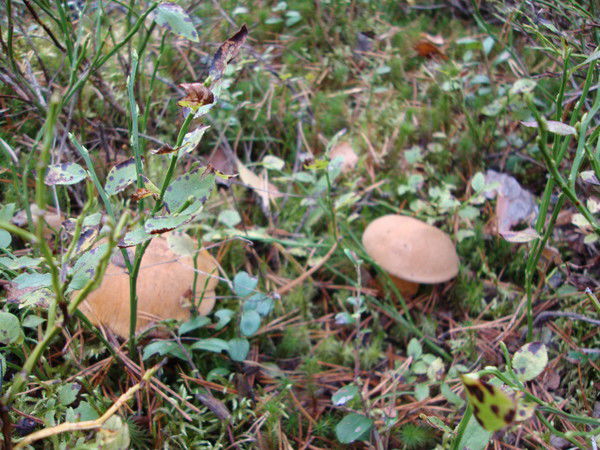 Елена Степанова