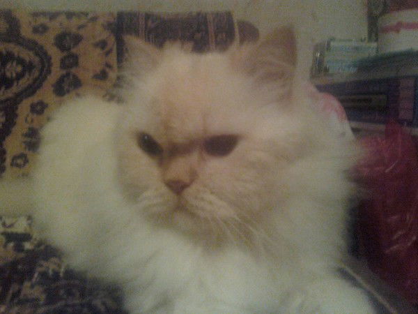 Светлана Богачева