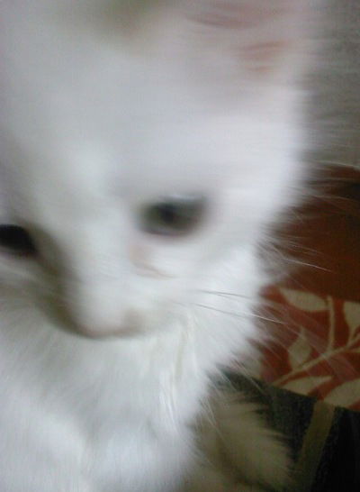 Олеся Петрушина