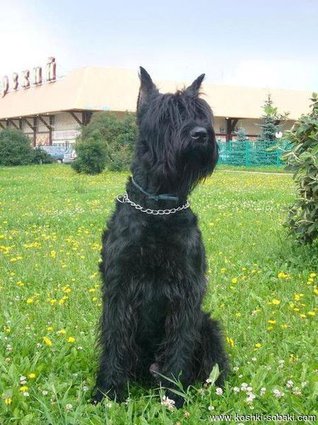 Нина Бочкарева