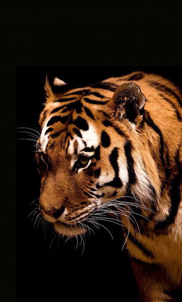 Бекболат Сулеймен