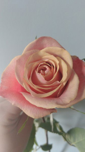 Екатерина Малахова