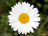 Ирина Евдокименко