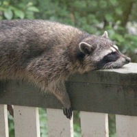 Юлия Шумакова