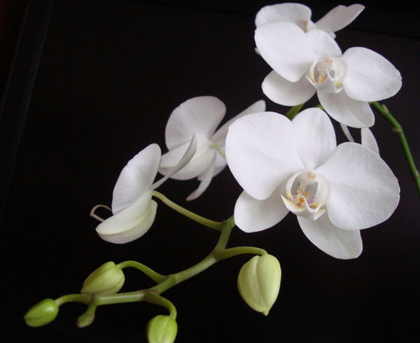 Цсээ Акжаик