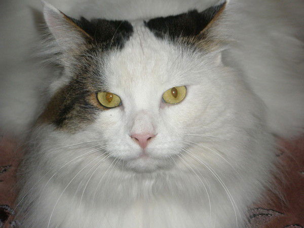 Андрей Цвик