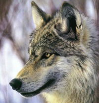 Руслан Зубков