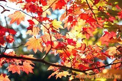 Анжелика Панова