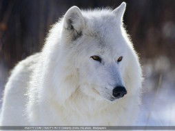 Ольга Корогодина