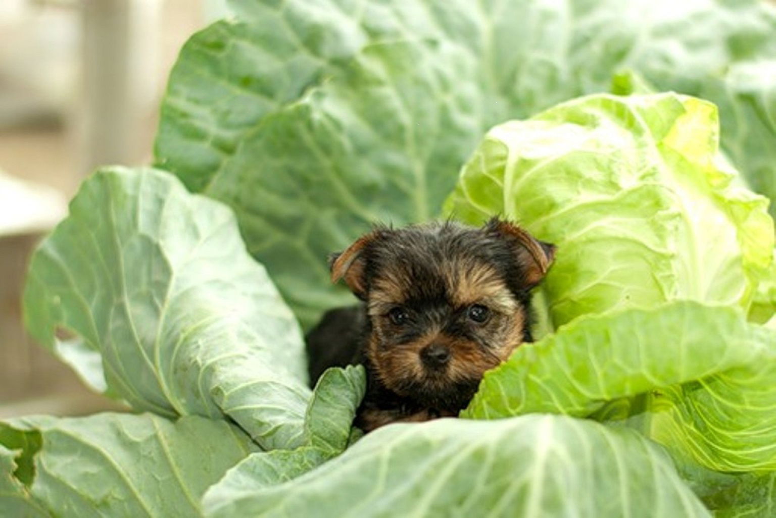 Елена Вишневская