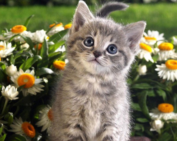 Алина Апарина