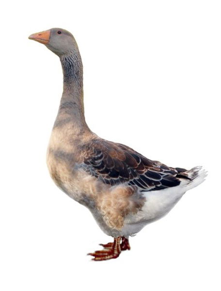 Амир Татарин Хитрый Парень)))))