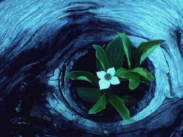 Татьяна Рогозинская