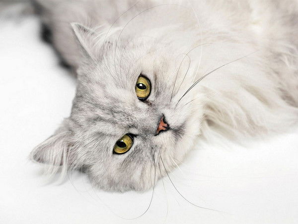 Дина Милохина