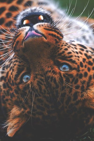 Екатерина Темникова