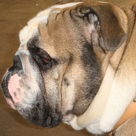 Андрей Жолобов