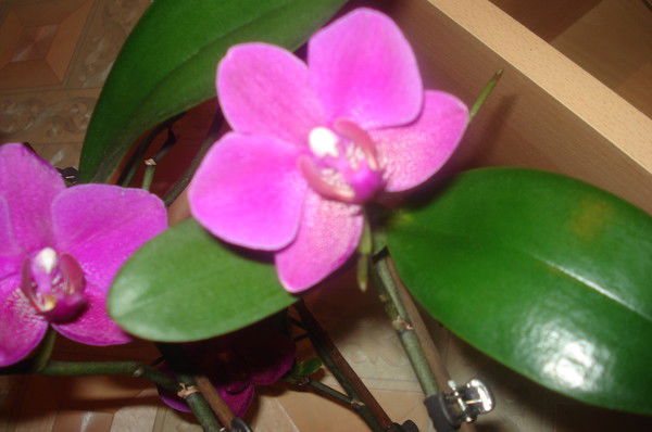 Татьяна Цай