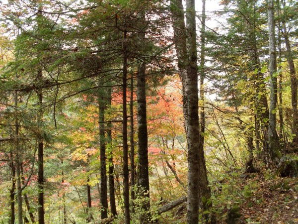 Марина Травина