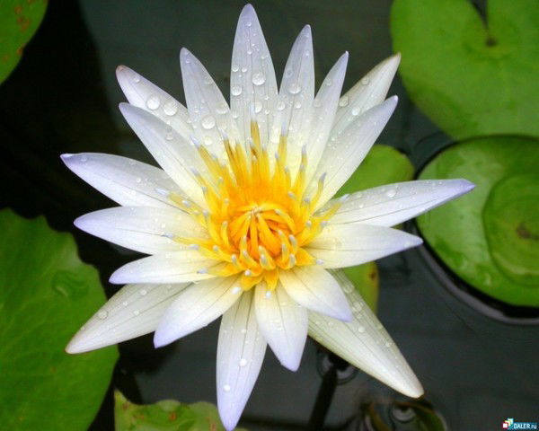 Лилия Клавденкова(Макарова)