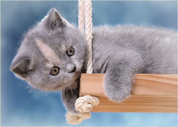 Шамурат Чариев