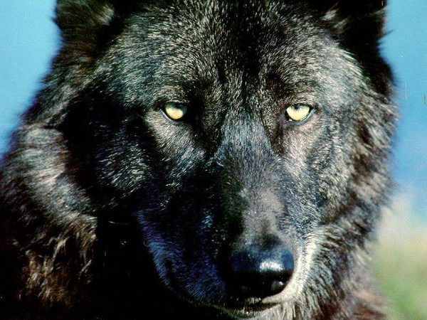 Альберт Мутыгуллин