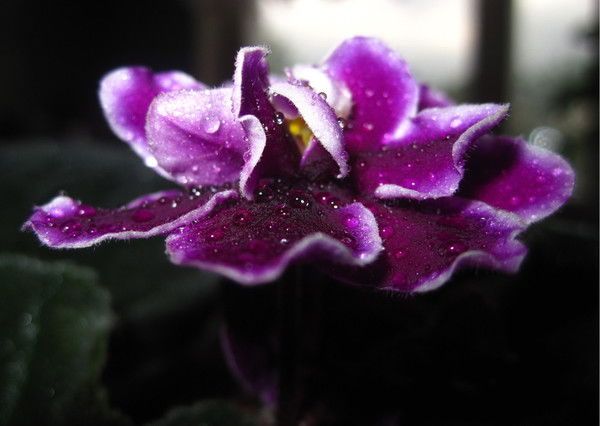 Эльмира Жаркина (Абаева)