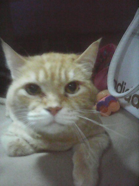 Алесандр Шумов