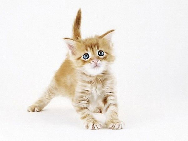 Наталия Стахурская