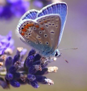 Татьяна Косаревич