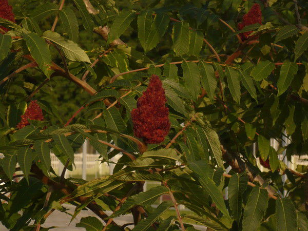 Ольга Ефимова