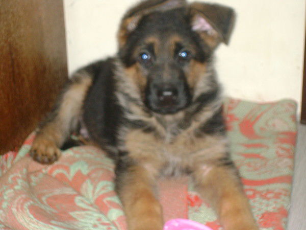 Иван Евдокимов