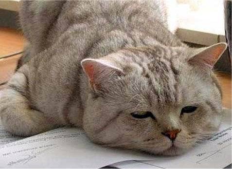 Дмитрий Ермаков