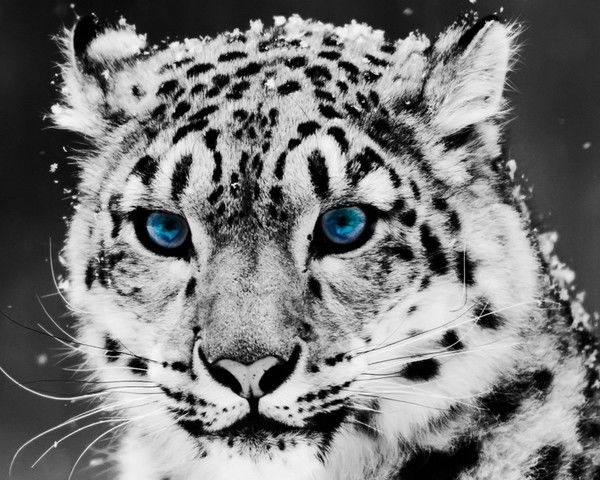 Владимир Владимирович