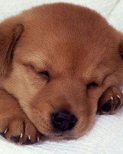 Светлана Пелых