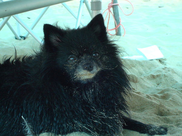 Алексей Туманов