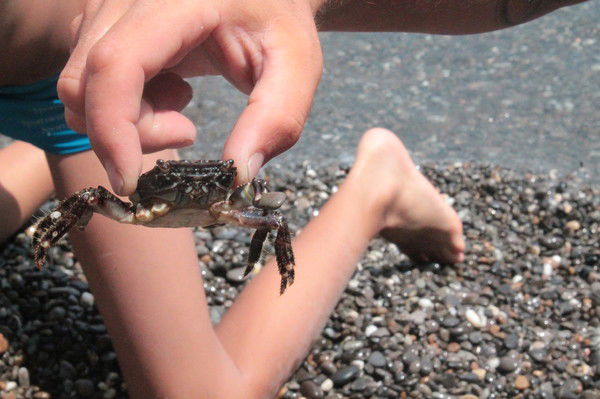 Василь Андрійович Радецький