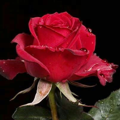 Софья Сапарова