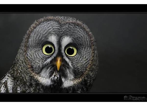 Андрей Демченко