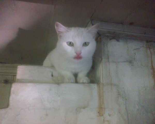 Нина Афоньшина