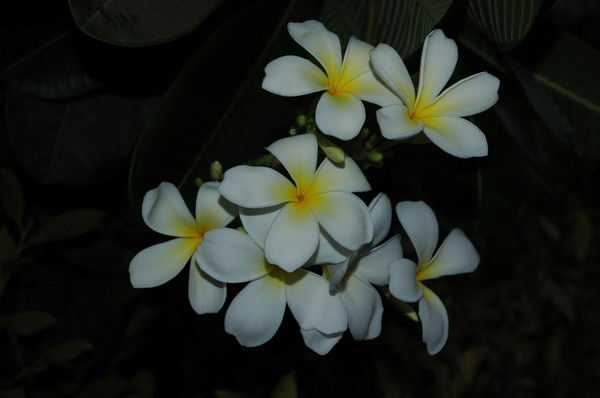 Светлана Вечканова