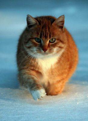 Василий Викторов