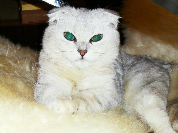 Ольга Закамалдина