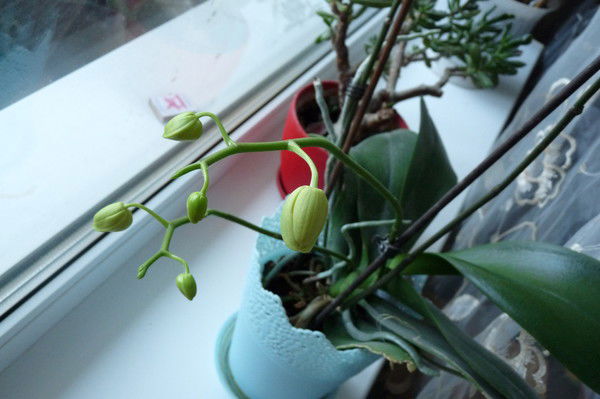 Наталья Авдеева