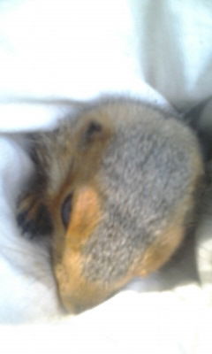 Камиль Абдурахманов